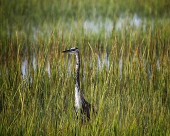 High angle view of gray heron on grass