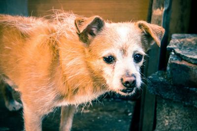 Portrait of dog