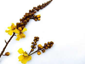 High angle view of flowering plant against white background