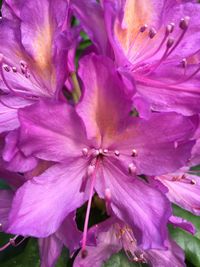 Close-up of pink flower