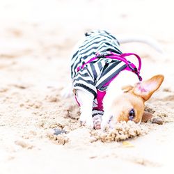 Close-up of dog on beach