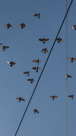 Low angle view of birds flying
