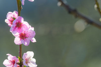 Close-up of pink cherry blossom
