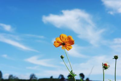 Low angle view of flowering plant against blue sky