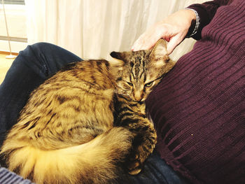 Full length of cat relaxing at home