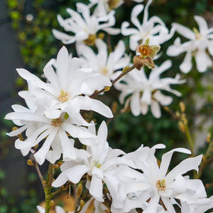 Close-up of insect on white flowers