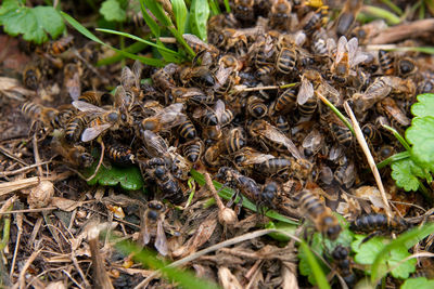 High angle view of insect on field