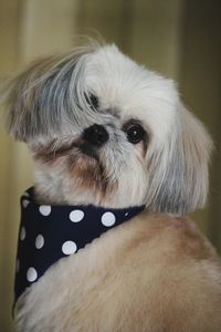 Close-up portrait of a dog