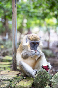 Monkey sitting on tree trunk in forest