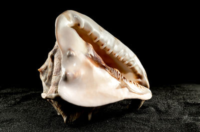 Close-up of seashell against black background