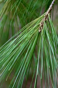 Close-up of palm tree