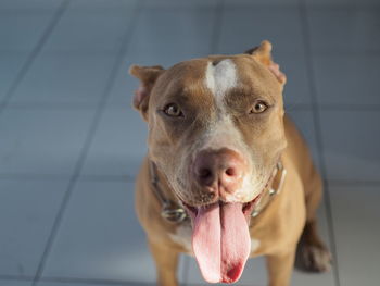 Close-up of pitbull dog looking at camera