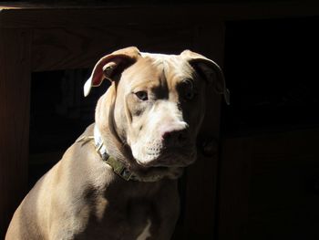 Close-up portrait of a dog looking away