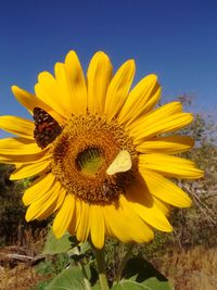 Close-up of sunflower