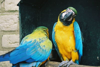 Close-up of gold and blue macaws