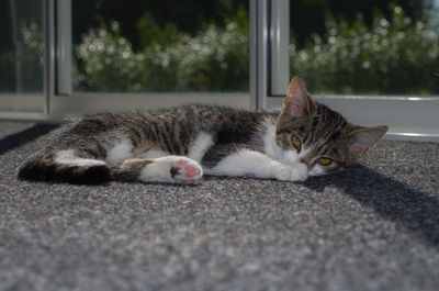 Portrait of cat resting