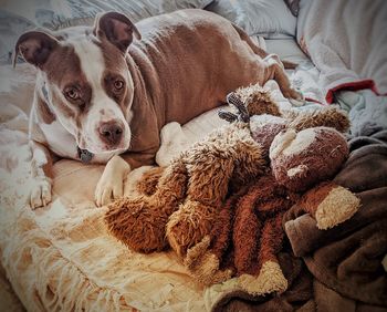 View of dog resting on bed at home