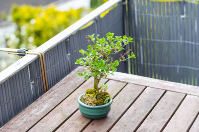 Close-up of potted plant on wooden wall