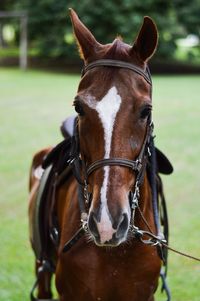 Close-up portrait of horse on grass