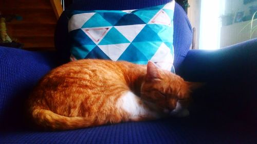 Close-up of a cat sleeping on bed