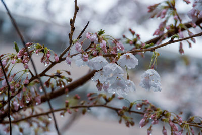 Close-up of cherry blossoms in the rain