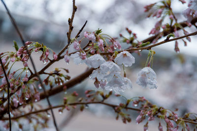 Close-up of cherry blossoms in spring