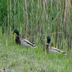 View of birds on land