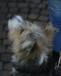 Close-up of dog against blurred background