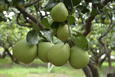 Close-up of fruits growing on tree