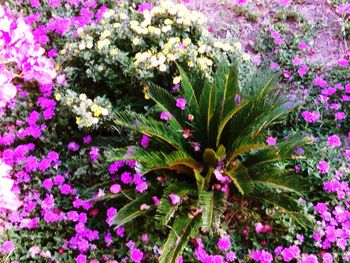 Full frame shot of pink flowers