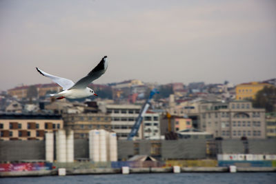 Seagull flying over city