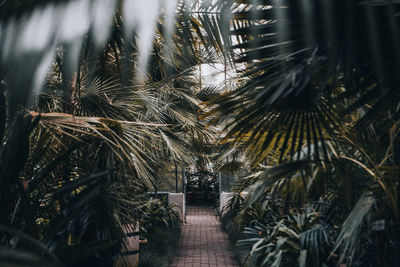 Greenhouse indoor path with palmtrees