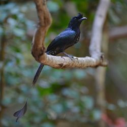 Close-up of bird perching on branch