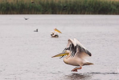 Pelican flying over water 