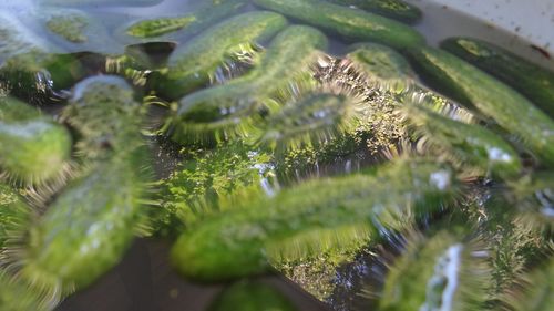 Close-up of cactus