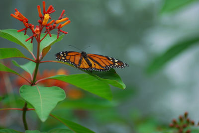 Close-up of butterfly pollinating flower