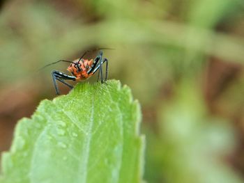 Close-up of insect on leaf