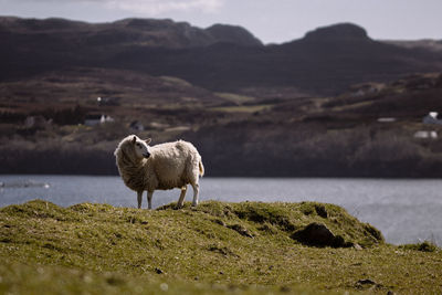 Sheep standing on landscape by lake against sky