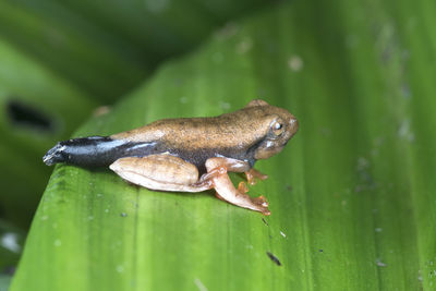 Close-up of a lizard on leaf