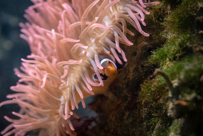 View of clownfish in sea