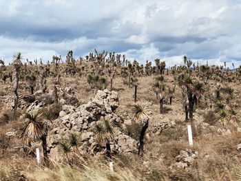 Plants growing in desert against sky