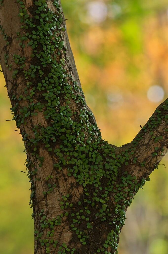 tree trunk, tree, focus on foreground, growth, close-up, nature, bark, textured, moss, branch, rough, tranquility, natural pattern, day, selective focus, plant bark, wood - material, outdoors, beauty in nature, leaf