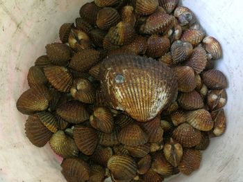 High angle view of shells