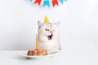 A cat in a yellow paper cap sits at a table with a canned cat cake and licks his lips.