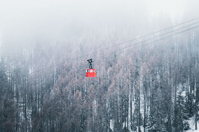 Cable car against trees covered in snow