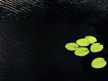 High angle view of leaves floating on water at night