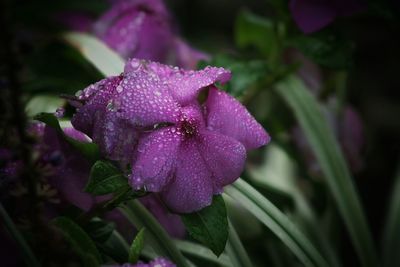 Close-up of wet purple flower blooming outdoors