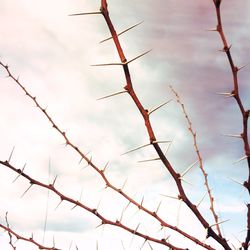 Low angle view of tree against sky