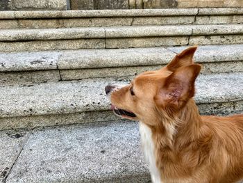 Close-up of a dog looking away