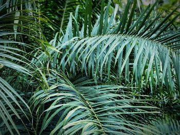 Close-up of palm tree